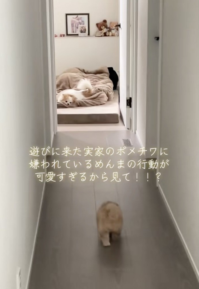 布団で寝ている実家のワンコ