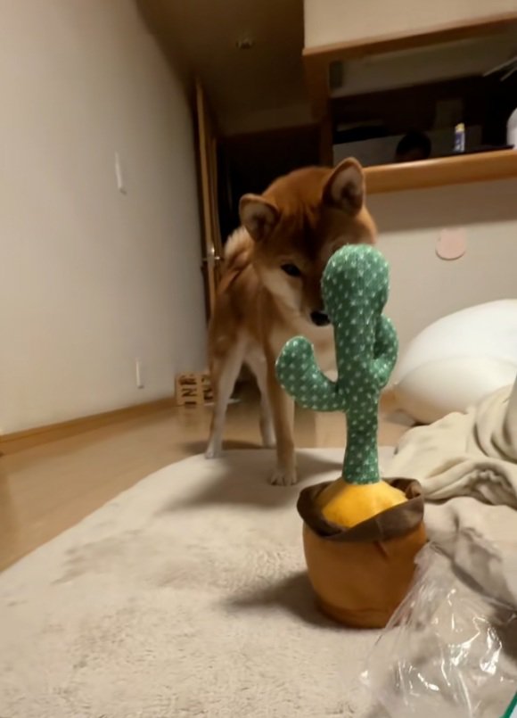 サボテンを見つめるテツくん