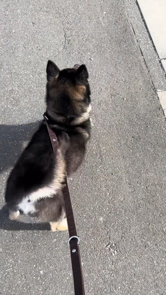踏ん張りながら尻尾を振る黒柴