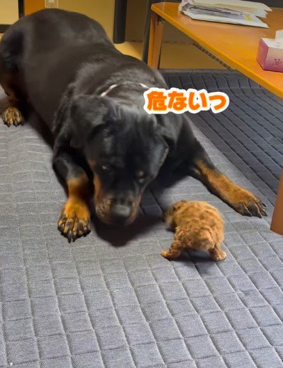「あんまり歩くと危険だよ」