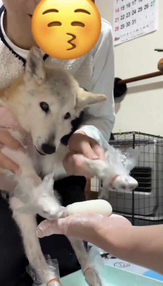 じっとお餅に前足を伸ばす犬