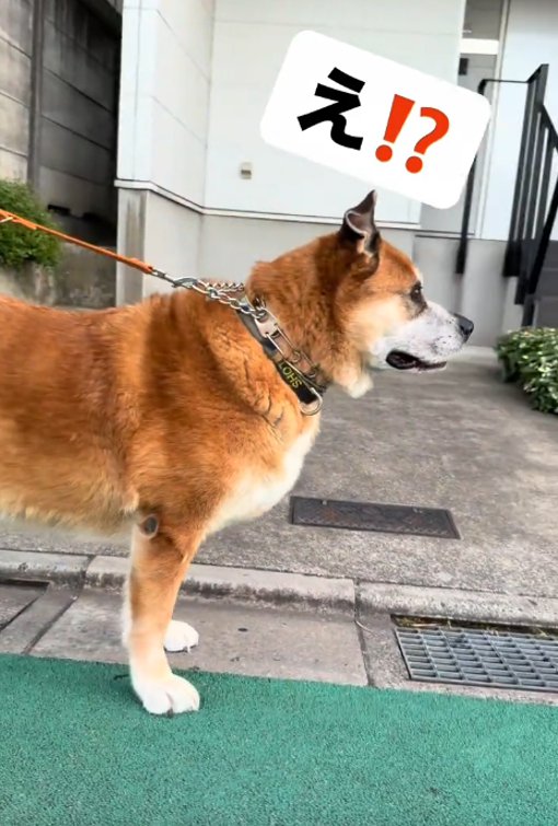 犬の横顔