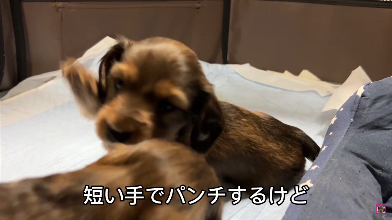 おもちゃを取られていじけるジャンボくん8