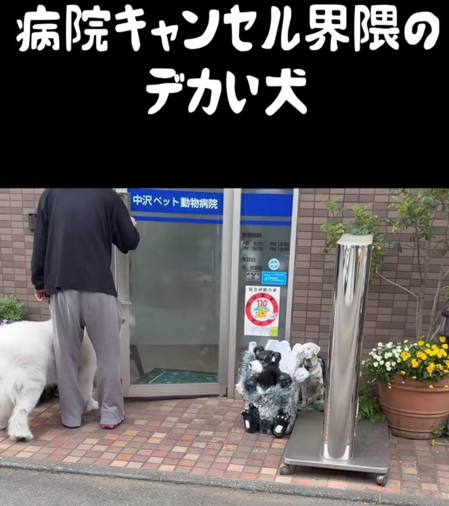 病院に入ろうとする犬