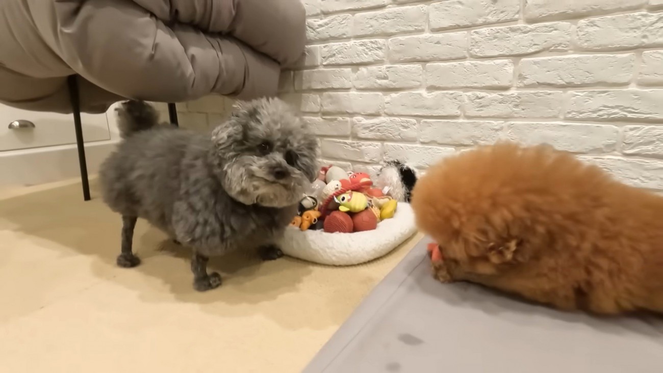 おもちゃを譲ってほしいようです