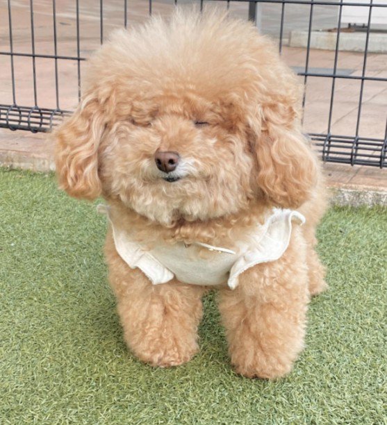 愛らしくてぬいぐるみみたい