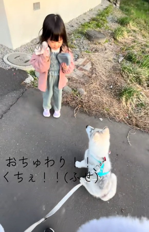 再びおすわりするブル君