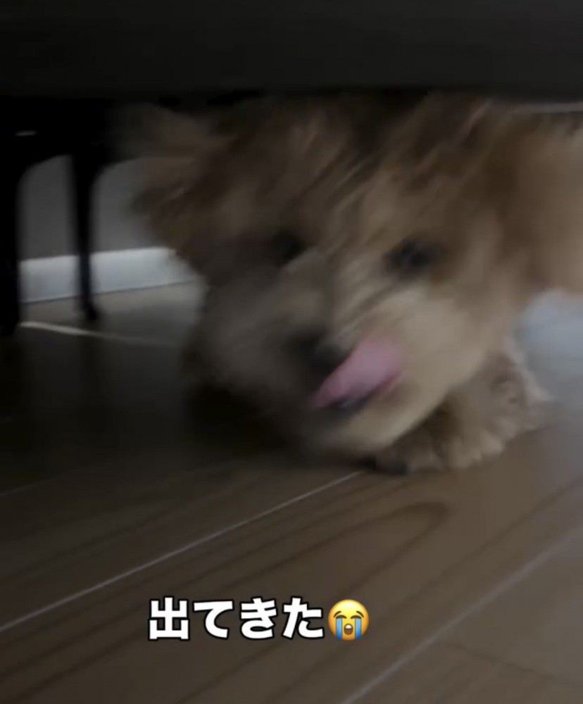 ソファの下で歩み寄る犬