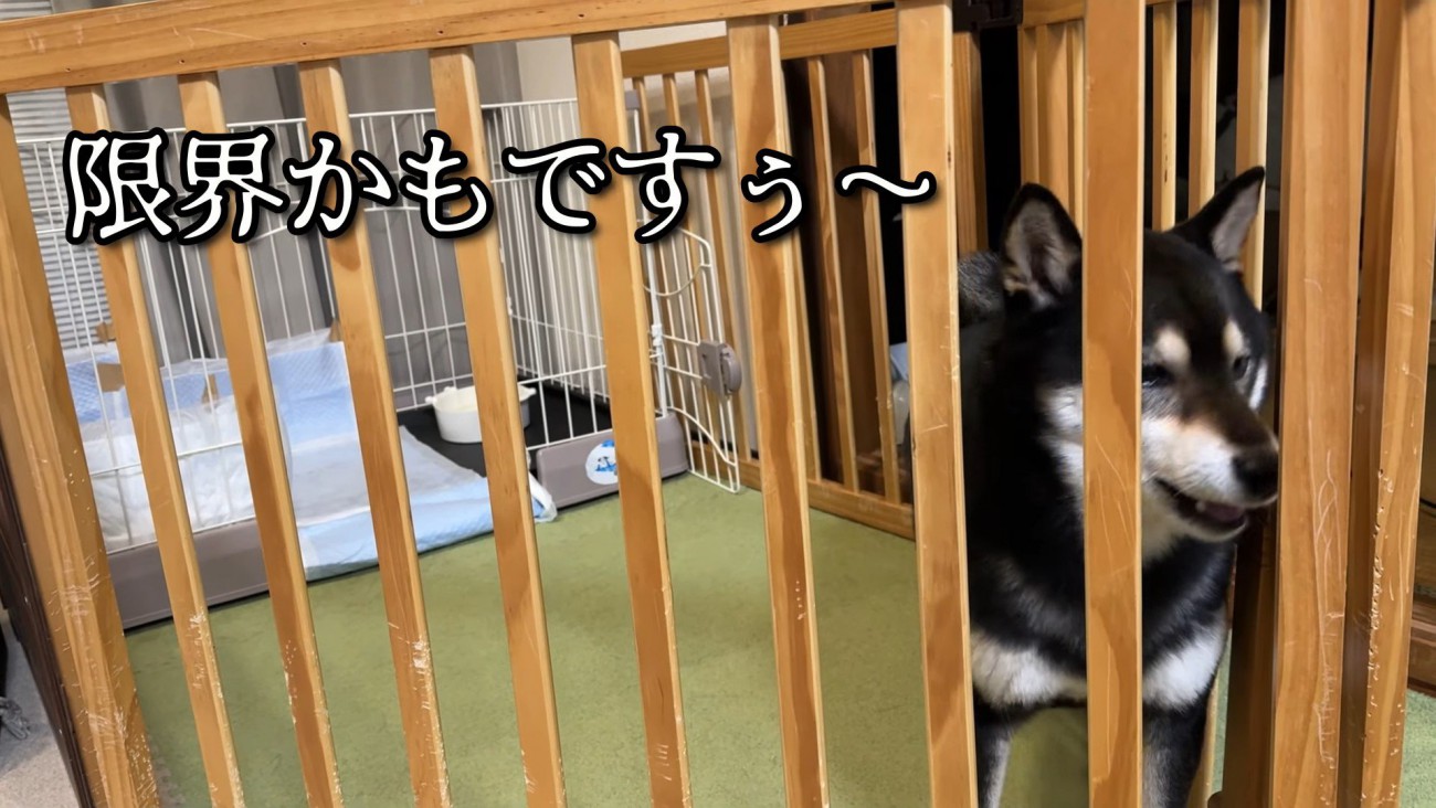 「もう限界…外に連れて行って！」