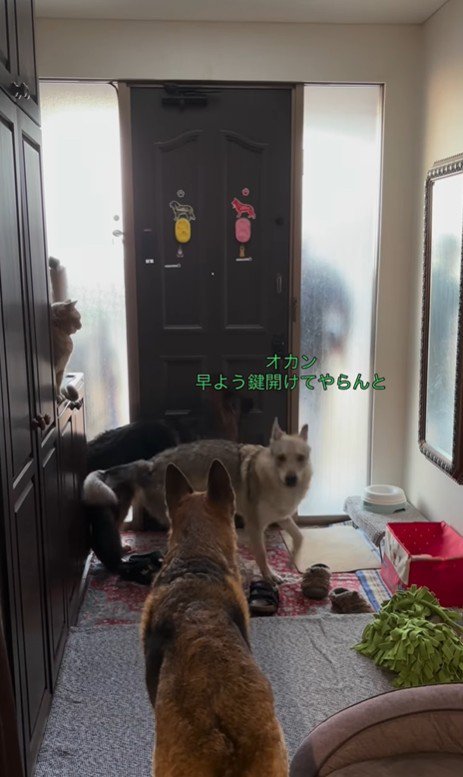 大型犬たちのお出迎え4