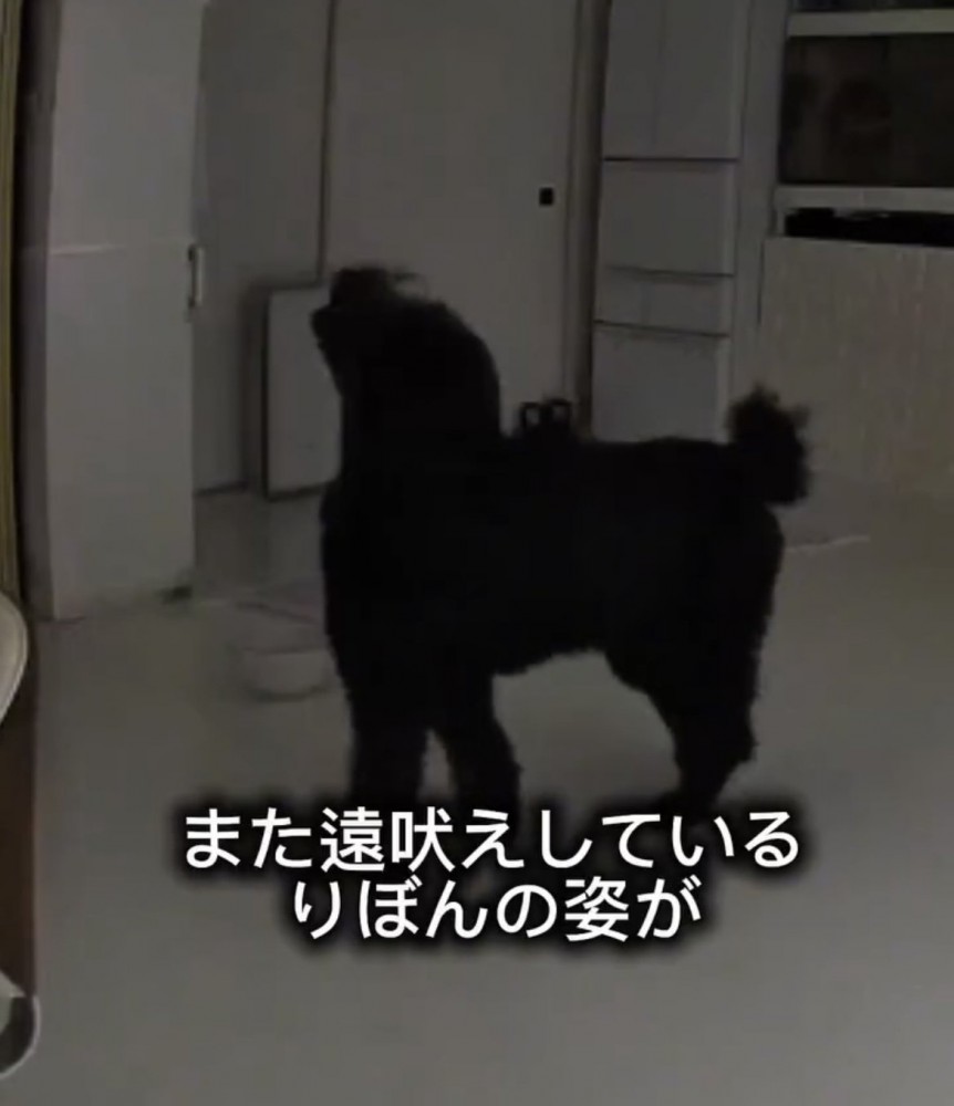 家の中で遠吠えする犬