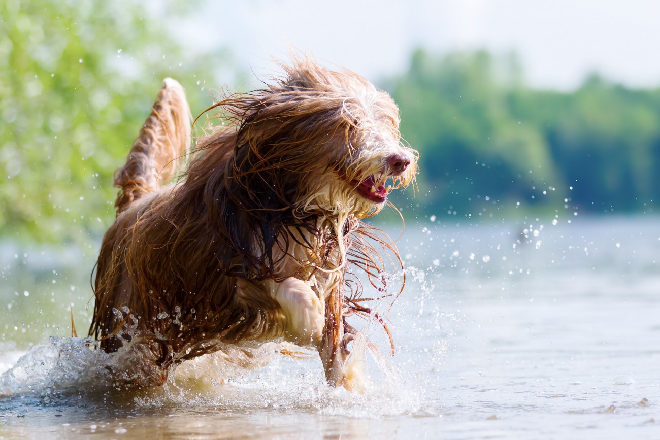 重症化した場合の死亡率は50%も…犬の『熱中症』のサインとは？特に『リスクが高い犬種』や正しい応急処置【獣医師執筆】 | わんちゃんホンポ
