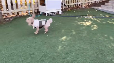 茶々丸くんのハプニング9