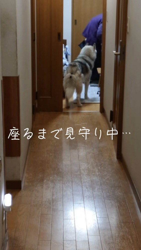 おばあちゃんが座るのを見守るハスキー