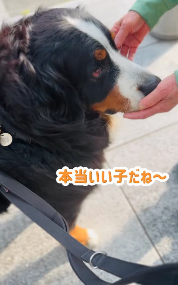 褒められる超大型犬
