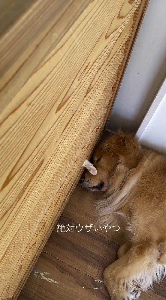 壁の隙間から差し出された小さな前足