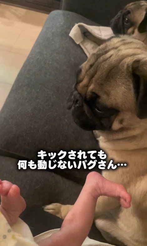 ミルクを飲む赤ちゃんを見守る2匹