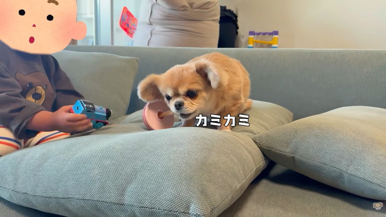 男の子はじーっと見つめています