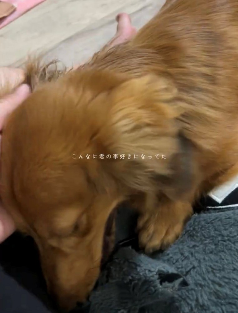 人のそばで撫でられる犬