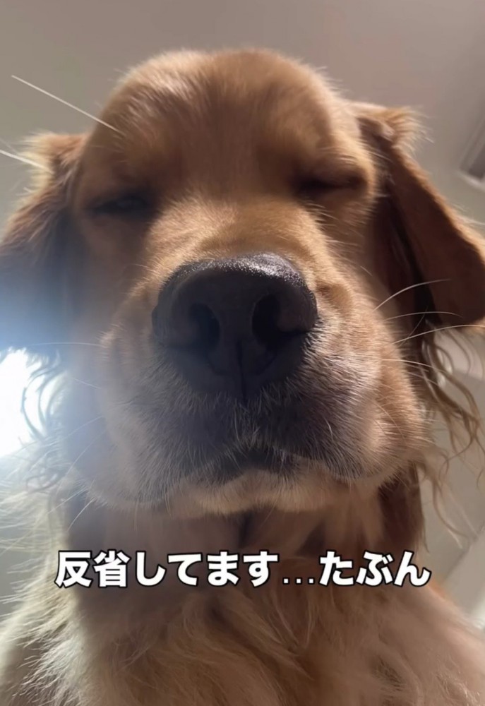 目を細める犬