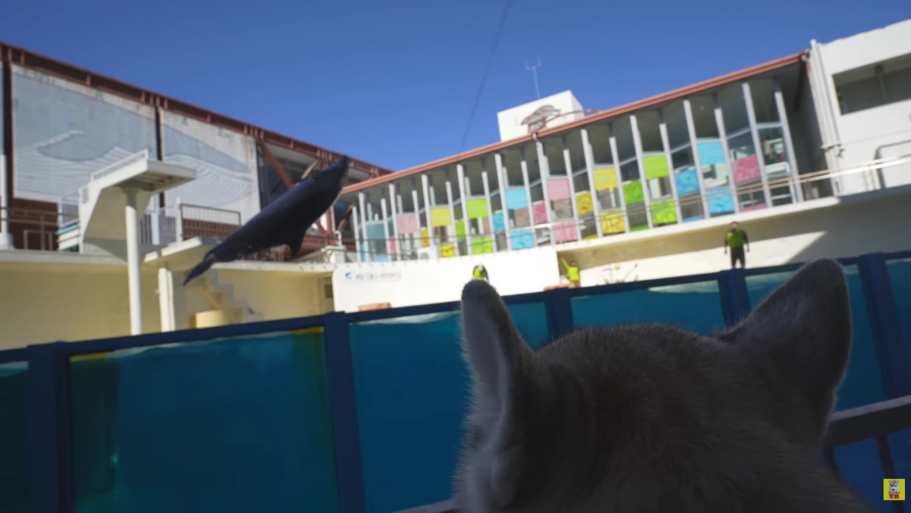 迫力満点のジャンプ！！