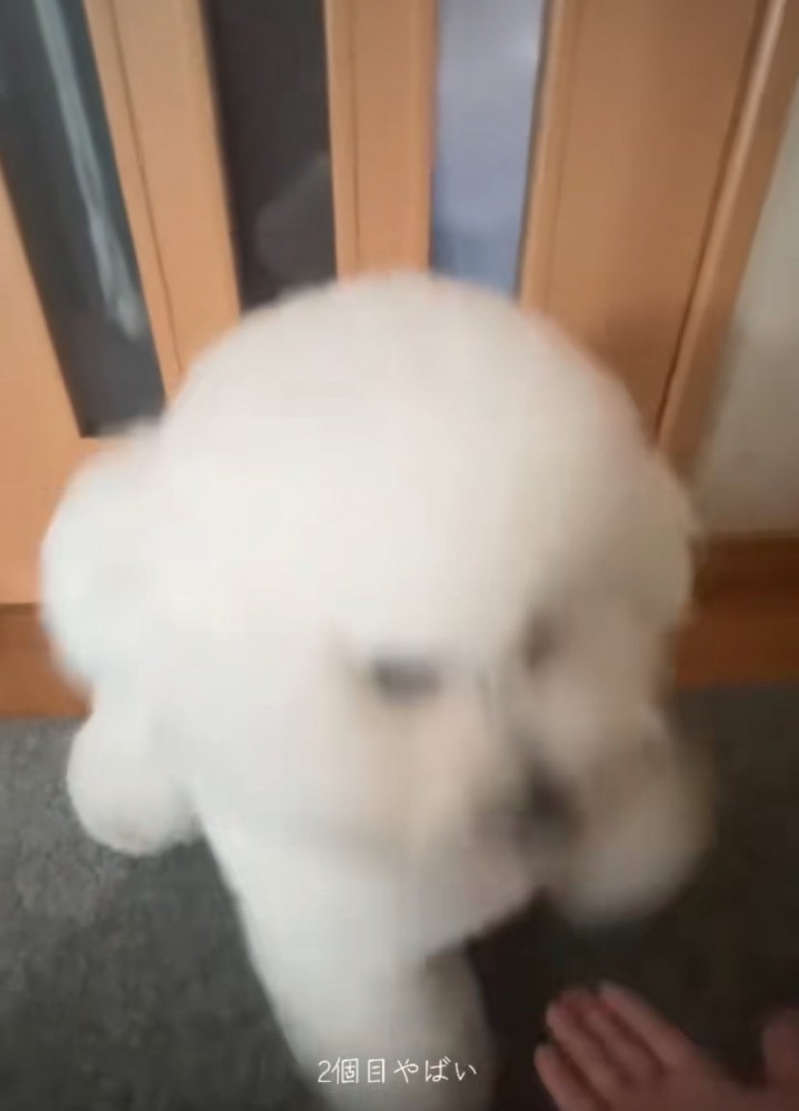 犬に手を差し出す