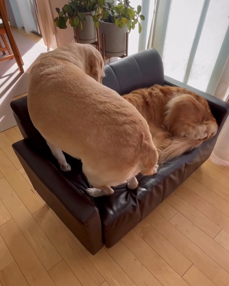 後ろ向きで座り直す犬と寝る犬