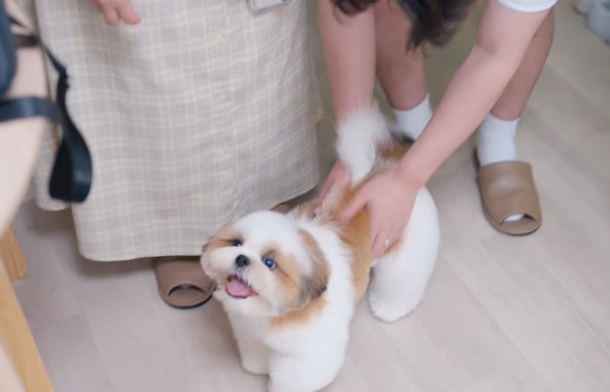 笑顔でトリマーを見上げる子犬