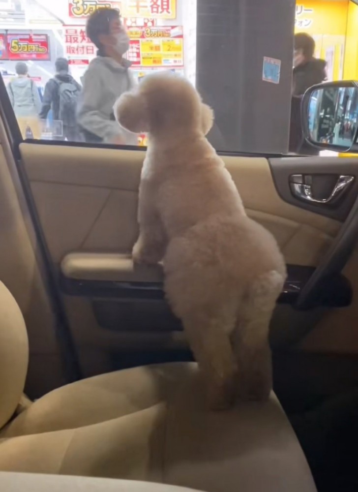 窓の外を眺める犬