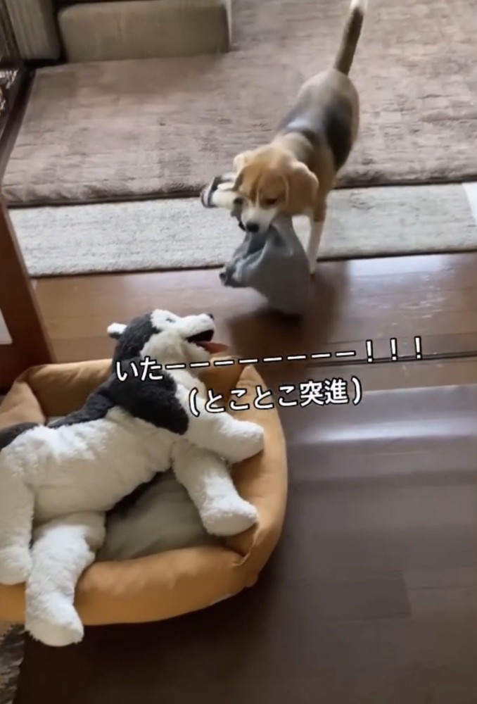 ぬいぐるみに近づく犬