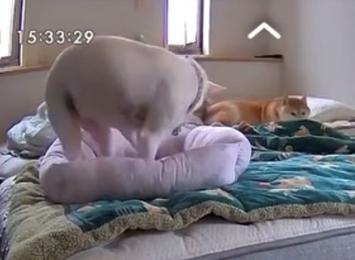 クッションの上の犬と伏せをする柴犬