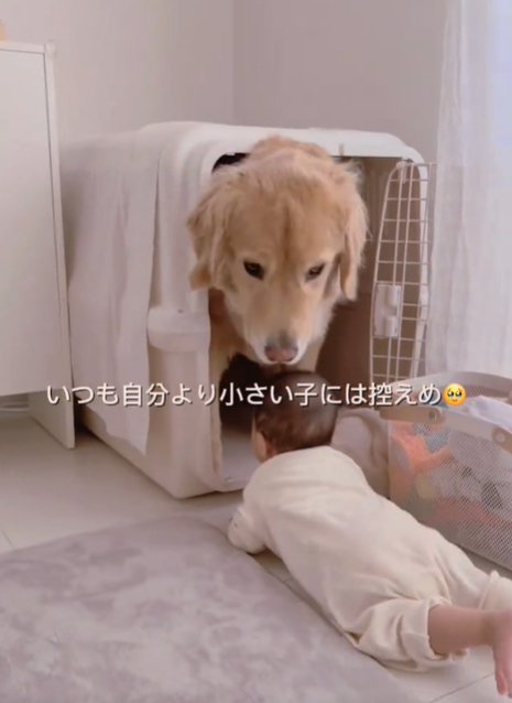 赤ちゃんを見る犬