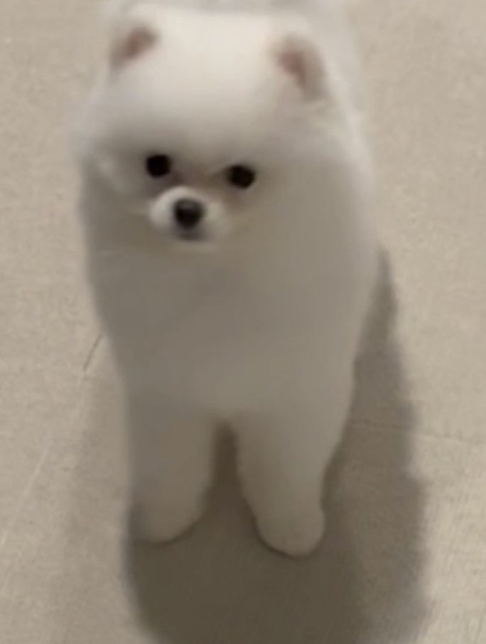 白いポメラニアン