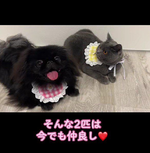 仲良しな2匹にホッコリ