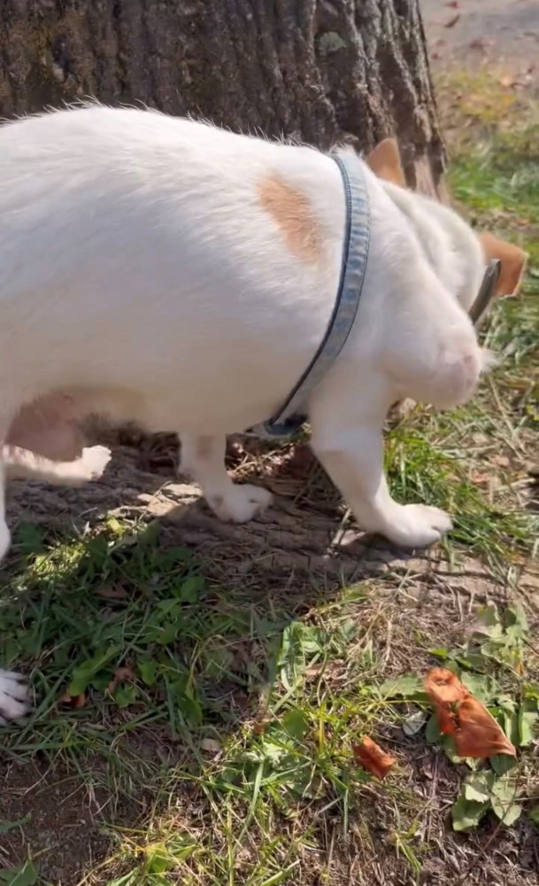 草の上を歩く犬の後ろ姿