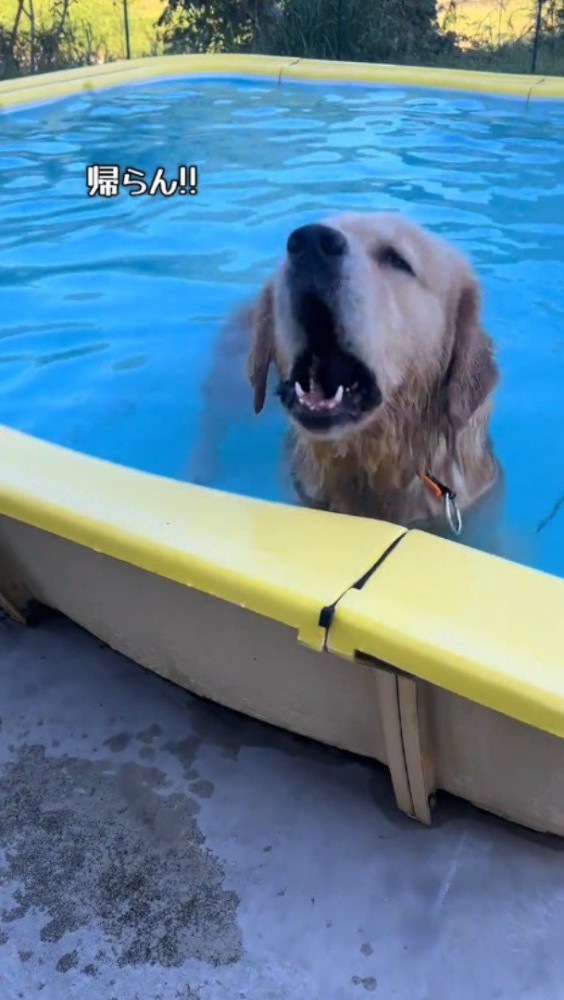プールの中に入って飼い主へ声をあげる犬