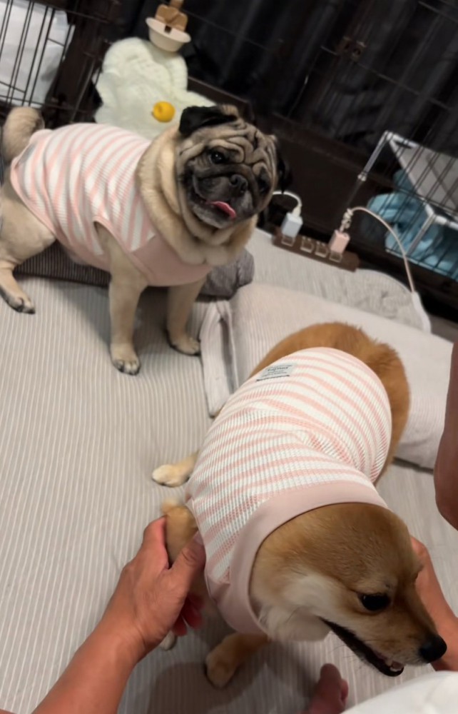 首をかしげるとんちゃん