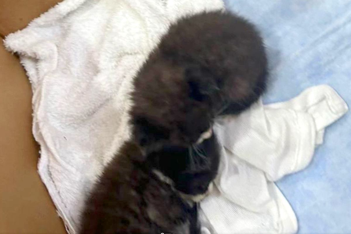 ダンボールに入った『生まれたばかりの子猫』→気になりすぎてしまった犬が…思わず笑う光景が7万表示「どっちも可愛い」「見守り隊に任命!」