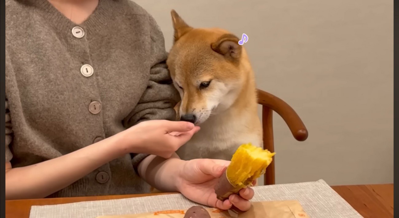 焼き芋を食べて嬉しそうな顔をする犬