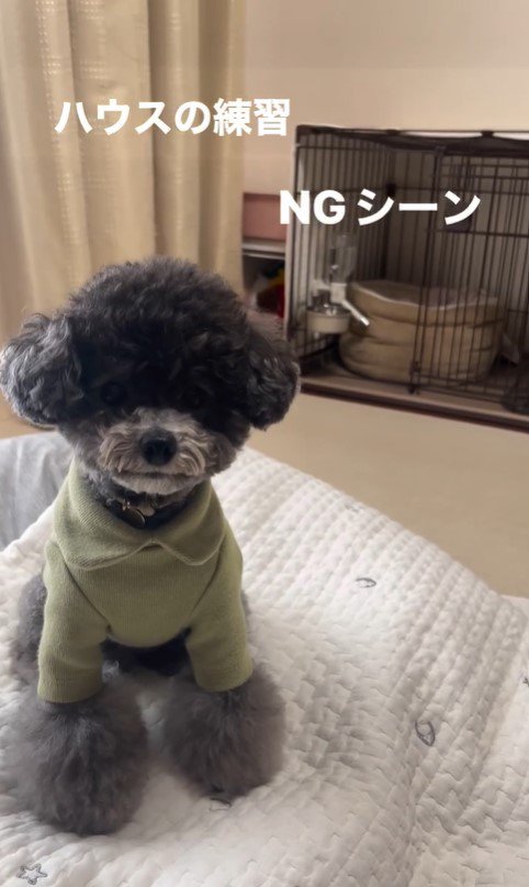 ハウスを失敗するさくらちゃん2