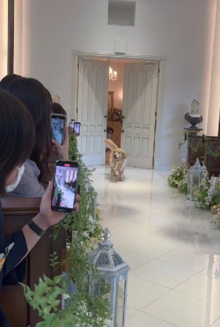 「リングドッグの登場だよ！！」