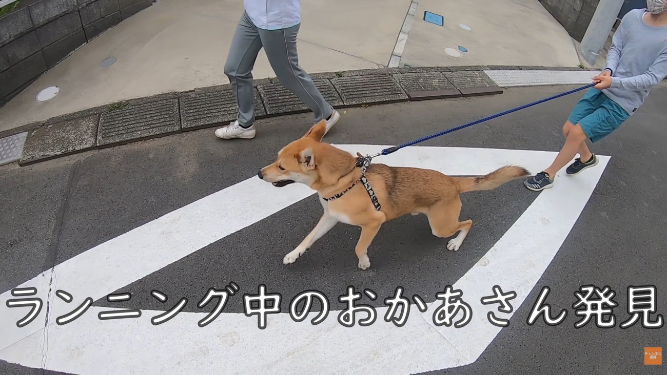 散歩中にお母さんに会った時のワンジローくん6