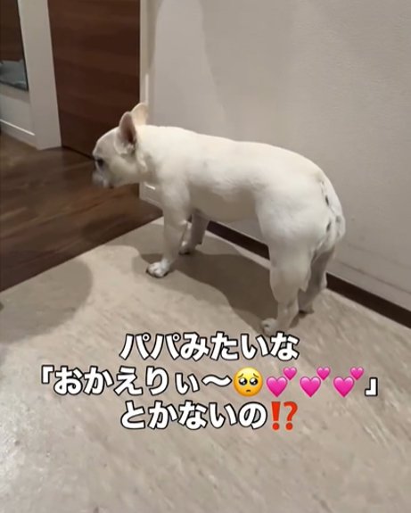 引き返す犬3
