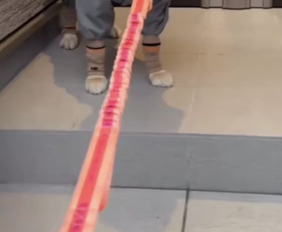 玄関で足を止める犬