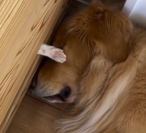 顔に当たる前足に合わせて瞼を震わせる犬