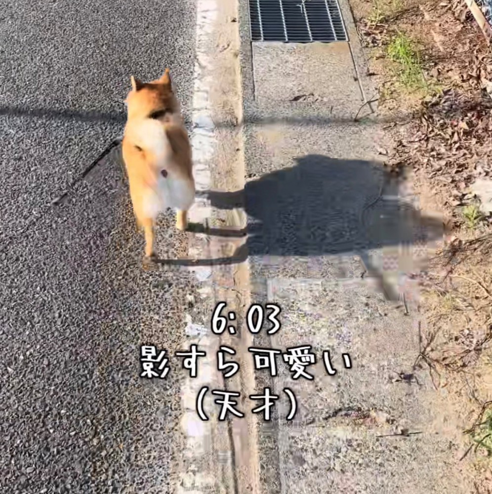 朝日を浴びながら歩く犬