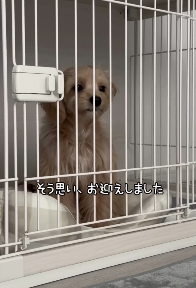 ケージの中でお座りする犬