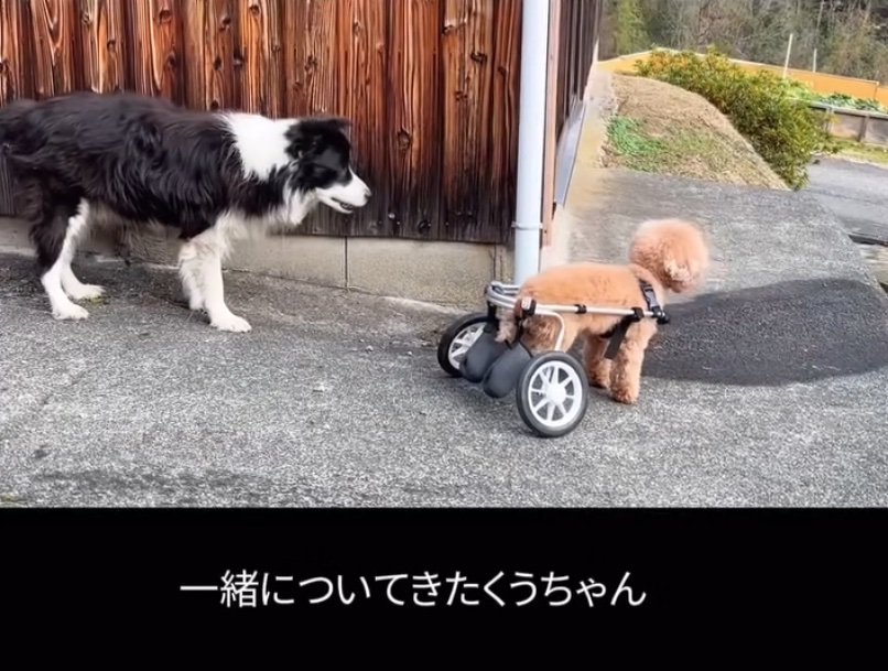 心配そうな犬