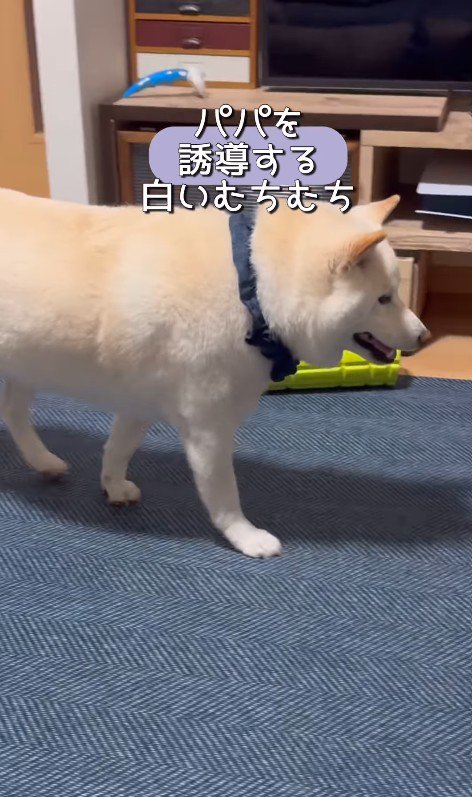 何かをお願いしに来たごん太くん