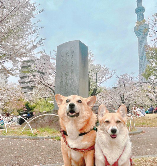 プクちゃんの胸元が…